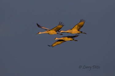Sandhill Cranes at dawn.