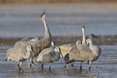 Sandhill Cranes calling from roost at Bosque del Apache NWR, N.M.
