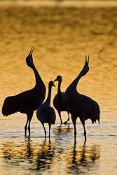 Sandhill Crane Unison Call at roost