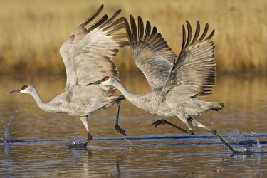 Sandhill Cranes on takeoff, New Mexico