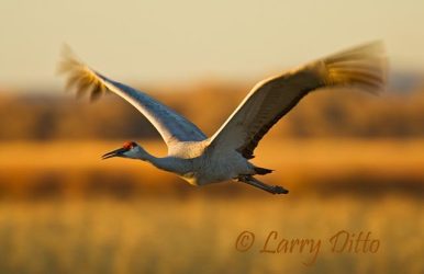 Sandhill Cranes (Grus canadensis) in flight