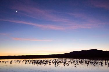 Sandhill Cranes on roost; moon, jupiter and venus aligned, New Mexico