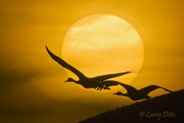 Sandhill Cranes flying in front of setting sun, New Mexico, autumn