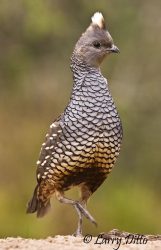 Scaled Quail, male