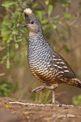 Scaled Quail, mail, walking through s. Texas brush country.