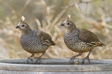 Scaled Quail drinking from bucket in camp ground, s. Texas