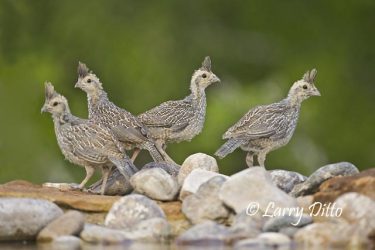 Scaled Quail (Callipepla squamata) babies standing by rock-lined pool of water