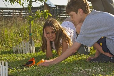 Evan and Alyssa Engel (12 & 9) feeding a hungry, migrating scarlet tanager on South Padre Island, Texas in April.