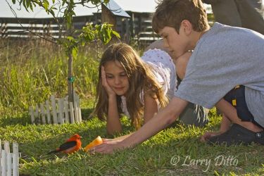Evan and Alyssa Engel (12 & 9) feeding a hungry, migrating scarlet tanager on South Padre Island, Texas in April.