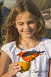 Alyssa Engel, age 9, feeding hungry scarlet tanager on South Padre Island during spring migration