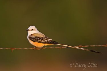 Scissor-tailed Flycatcher on fence, south Texas, spring