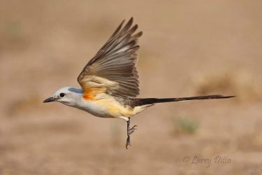 Scissor-tailed Flycatcher in flight, s. Texas