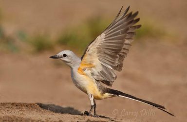 Scissor-tailed Flycatcher