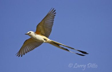 Scissor-tailed Flycatcher in flight