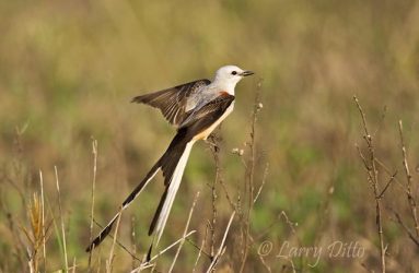 scissor-tailed Flycatcher