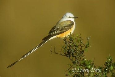 Scissor-tailed Flycatcher