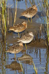 Short-billed Dowitchers resting, SPI