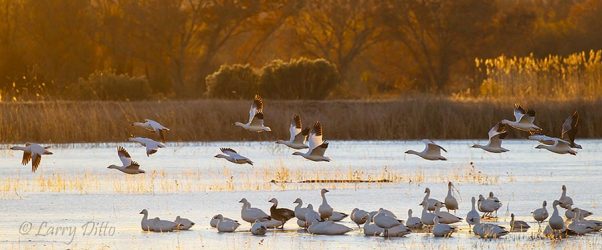 Snow Geese taking off at sunrise, Bosque del Apache NWR, New Mexico.