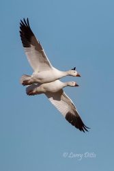 Snow Geese in flight