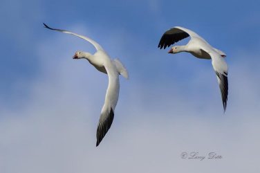 Snow Geese in flight