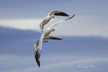 Snow Geese in flight