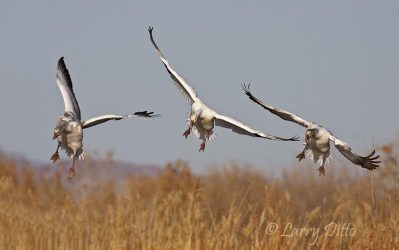 Snow Geese landing