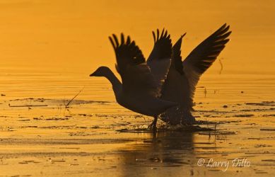 Snow Geese (Chen hyperborea) pair taking off on thin ice, Bosque del Apache NWR, New Mexico, November
