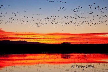 Snow Geese at sunrise