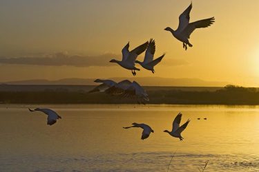 Snow geese at sunrise, New Mexico