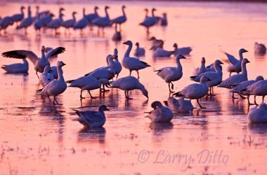 Snow Geese (Chen caerulescens) standing on ice, New Mexico, November, sunrise