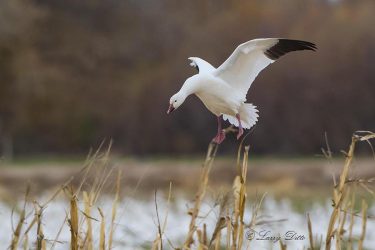 Snow Goose landing in corn