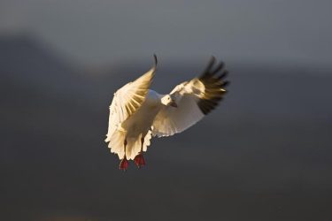 snow goose landing