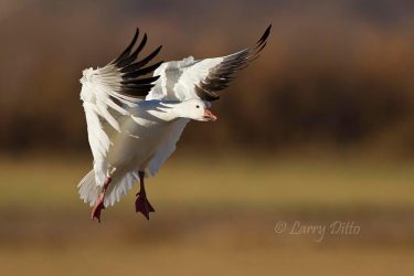 Snow Goose landing