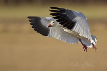 Snow Goose landing