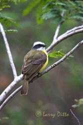 Social Flycatcher (Myiozetetes similis) perched in tree on mountainside, El Cielo Biosphere Reserve, Tamaulipas, Mexico