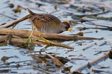 Sora hunting in freshwater marsh, Port Aransas, Texas