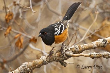 Spotted Towhee (Pipilo maculatus) in cottonwood tree, central New Mexico, December