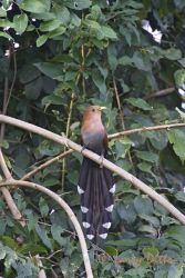 Squirrel Cuckoo (Piaya cayana) perched in the canpy, El Cielo Biosphere Reserve at Gomez Farias, Tamaulipas, Mexico.
***Two small white spots on leaves cloned out.