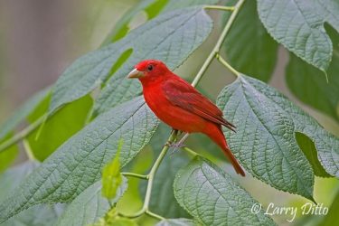 Summer Tanager, male