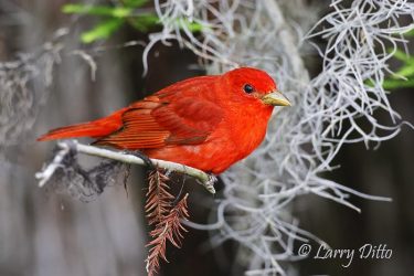 Summer Tanager in Spanish moss, Caddo Lake, Texas