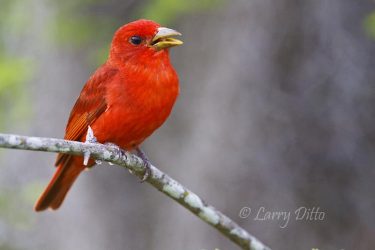 summer tanager male, caddo lake, texas