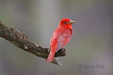 Summer Tanager, male