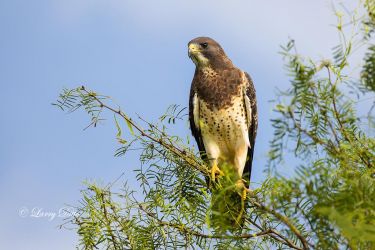 Swainson's Hawk in mesquite tree, s. Texas.