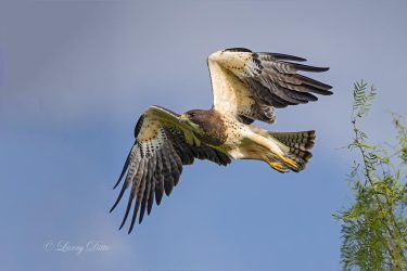 Swainson's Hawk in flight