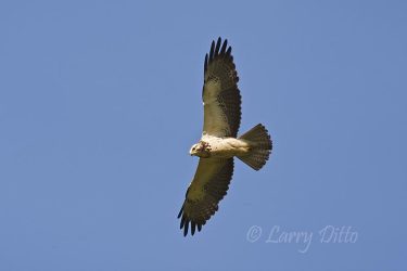 Swainson's Hawk (Buteo swainsoni) in flight, s. Texas, April