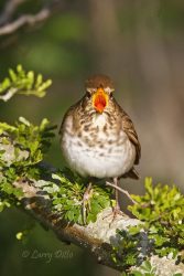 Swainson's Thrush swallowing berry