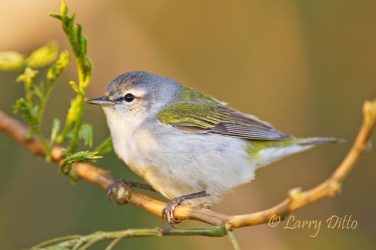 Tennessee Warbler