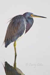 Tri-colored Heron standing in tidal pool at South Padre Island, Texas