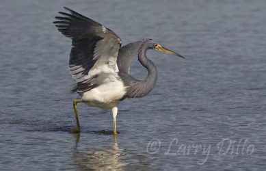 Tricolored Heron, adult, fishing, Laguna Madre, South Padre Island, Texas, winter