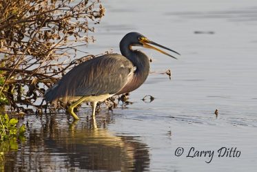 Tricolored Heron fishing near boardwalk at Aransas Pass Nature Trail